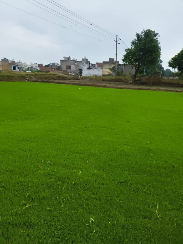 Top 5 Lawn Grass Types for Punjab Homes & Farmhouses