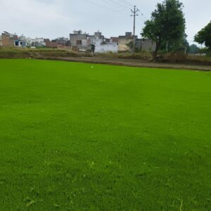 Best Lawn Grass for Rajasthan