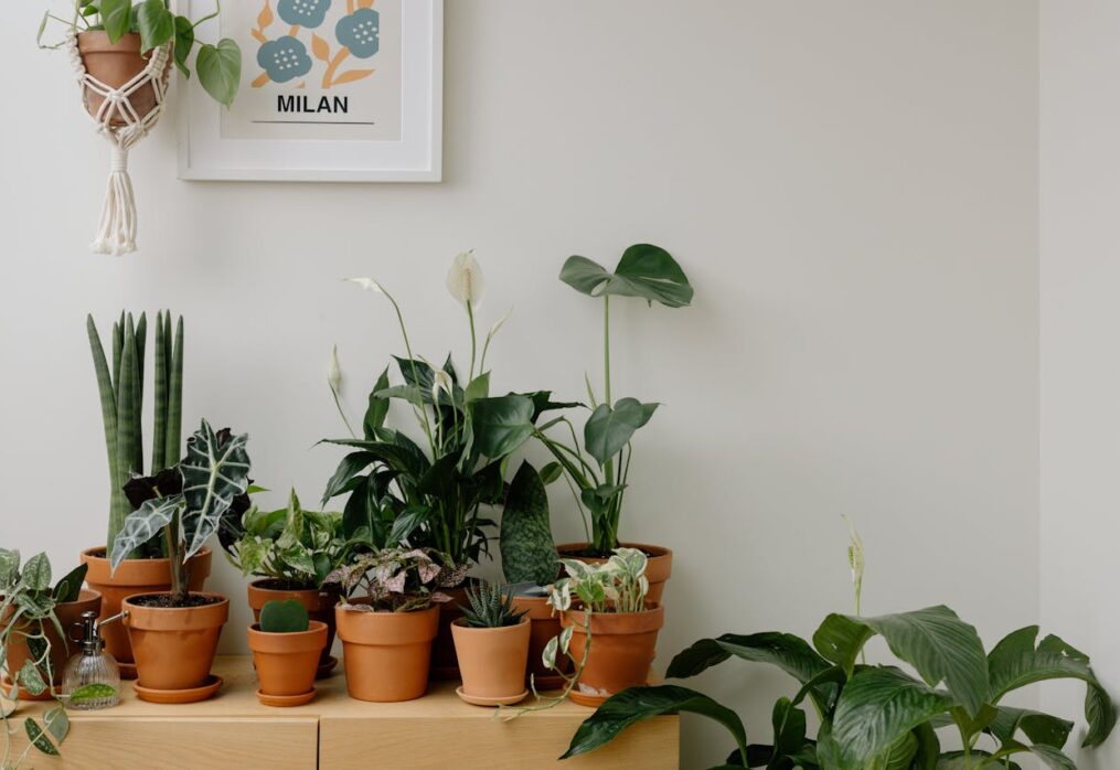 Vastu Tips for Home Garden: Which Plants Bring Positivity & Prosperity