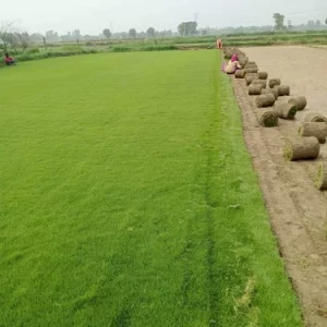 Natural Lawn Grass in Delhi