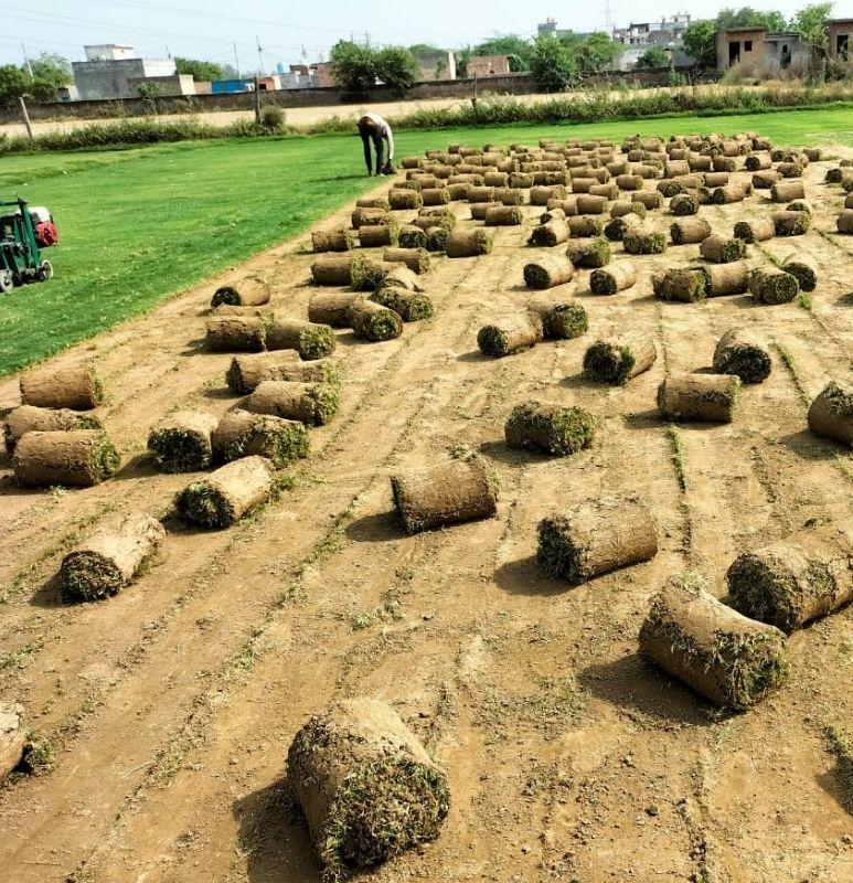 Fresh natural grass lawn with morning dew, eco-friendly gardening and landscaping in India