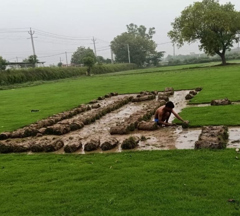 How to Grow a Low-Maintenance Lawn in India – Step by Step