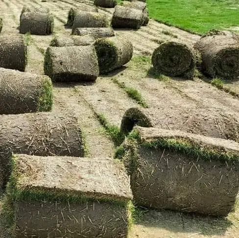 Natural Grass Carpet Supplier in Jaipur