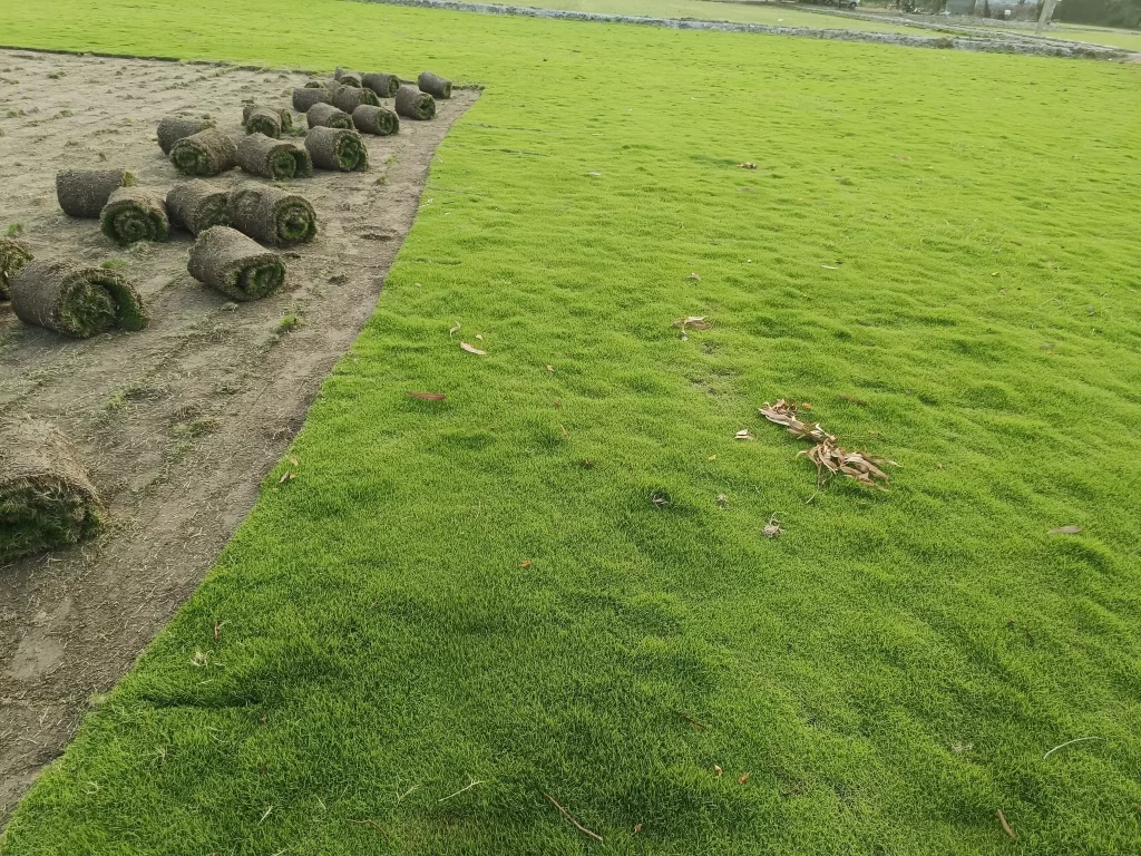 Along with Nilgiri, [Selection Grass] works well for heavy foot traffic, [Bermuda Grass] is ideal for playgrounds, [Korean Grass] gives a premium finish, and [Mexican Grass] is great for cost-effective landscaping.