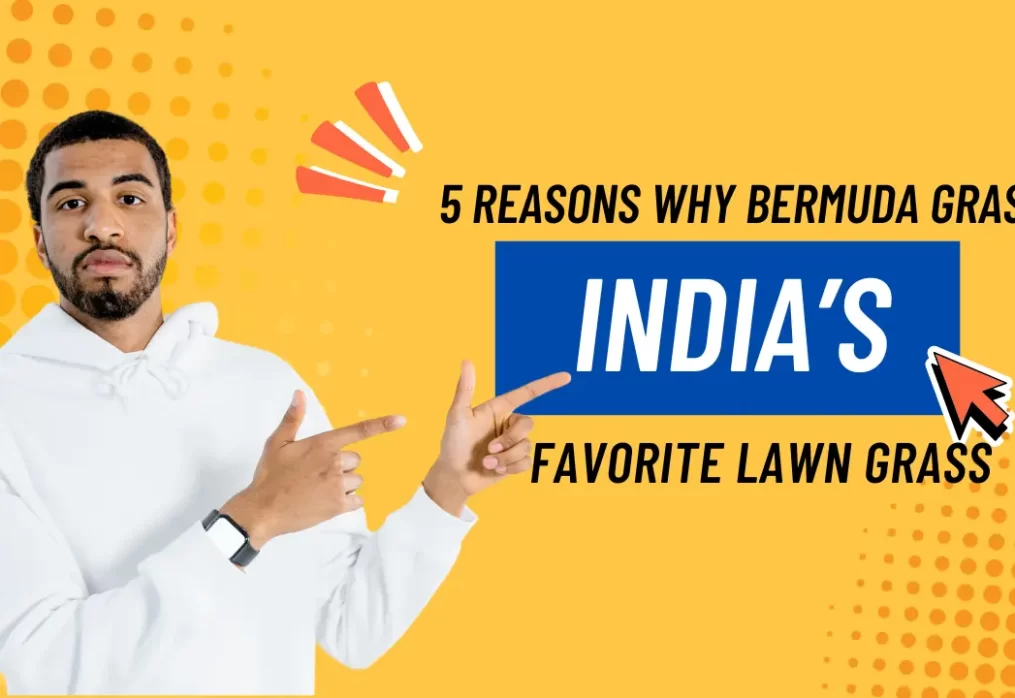 5 Reasons Why Bermuda Grass is India’s Favorite Lawn Grass