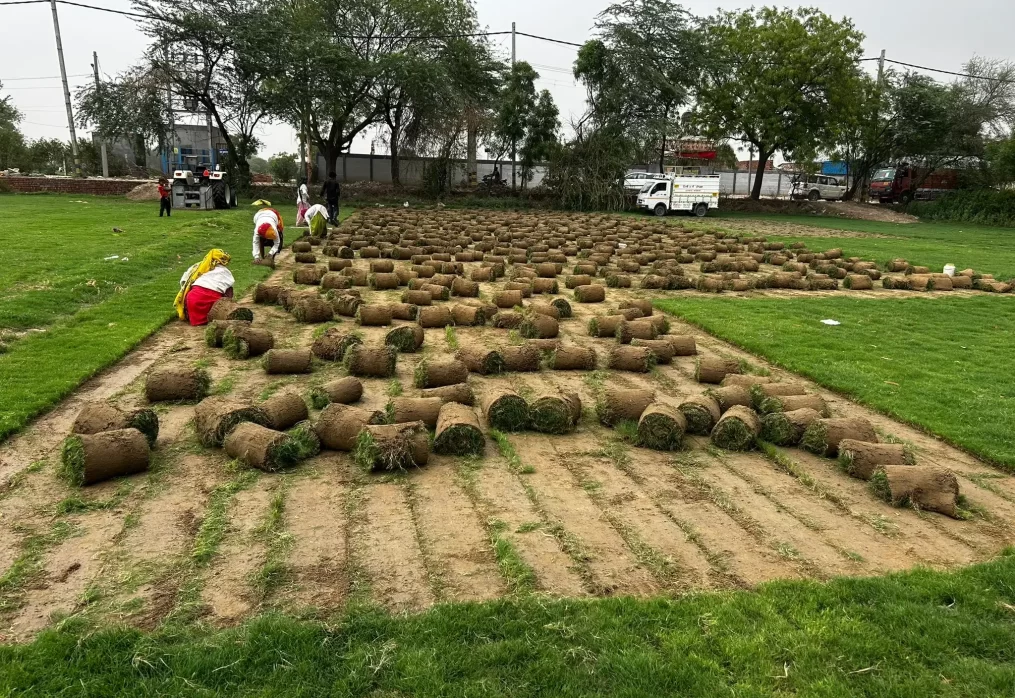 Selection No.1 Grass Suppliers in Delhi