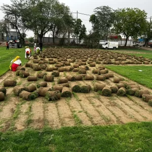 Selection No.1 Grass Suppliers in Delhi