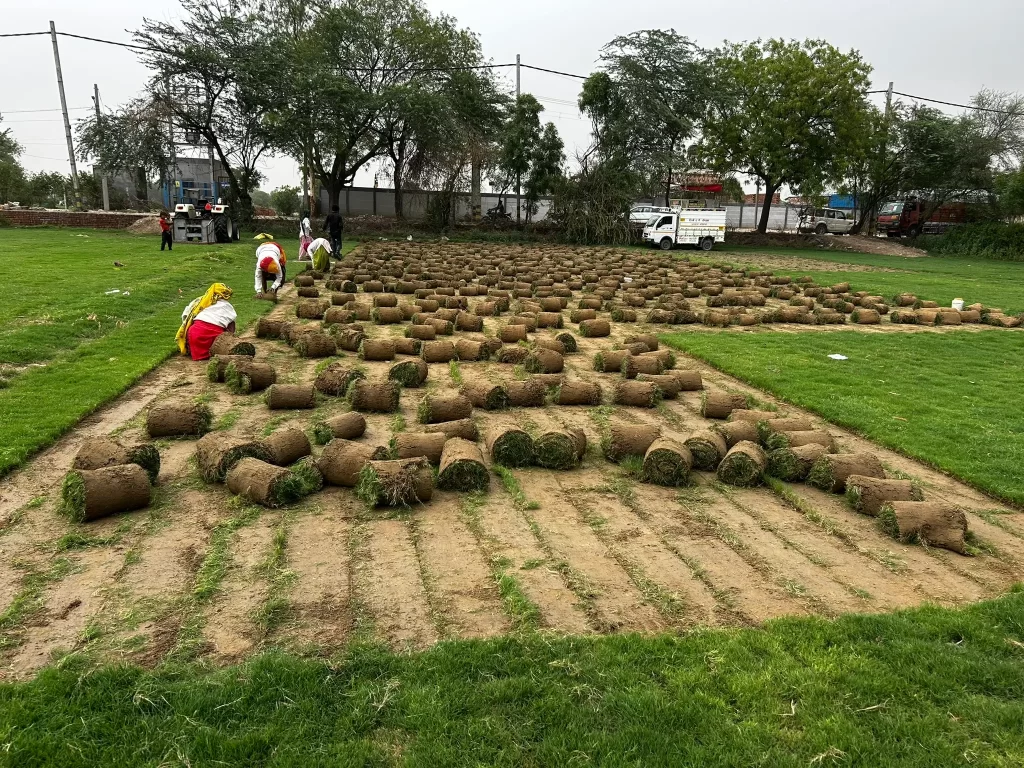 If you’re exploring more options, [Bermuda Grass] is popular for sports lawns, [Nilgiri Grass] offers a soft and lush look, [Korean Grass] adds elegance to gardens, and [Mexican Grass] is valued for affordability.