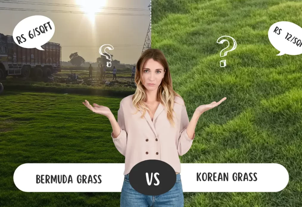 Bermuda Grass vs Korean Grass – Which is Better for Lawns?