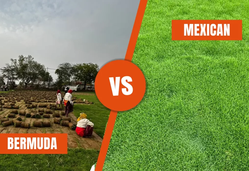 Bermuda Grass vs Mexican Grass – Which Suits Indian Climate?