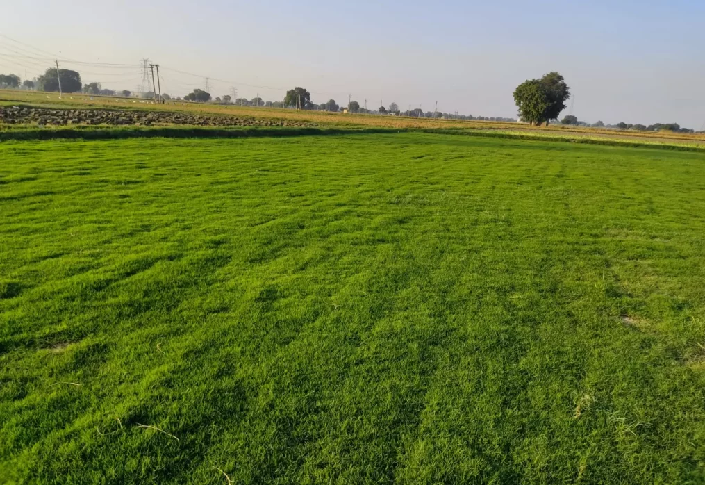 Best lawn grass for Punjab climate