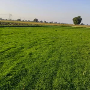 Natural Selection No 1 Lawn Grass Carpet Rolls