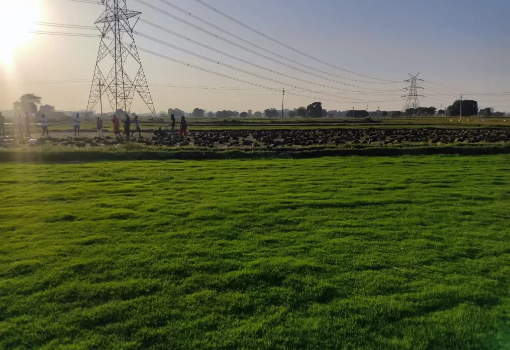 Natural sod rolls Punjab