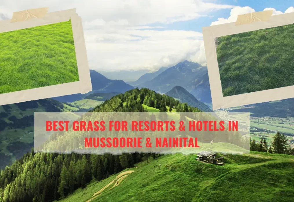Best Grass for Resorts & Hotels in Mussoorie & Nainital