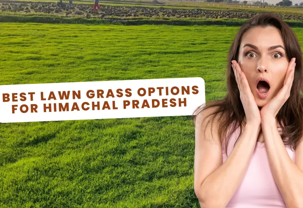 Best Lawn Grass Options for Himachal Pradesh Homes, Resorts & Farmhouses