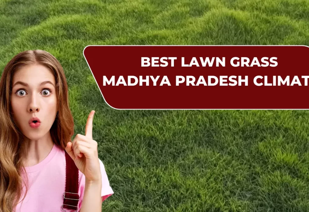 Best Lawn Grass Options for Madhya Pradesh Homes, Societies & Farmhouses