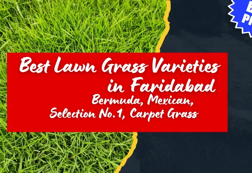 Best Lawn Grass Varieties in Faridabad (Bermuda, Mexican, Selection No.1, Carpet Grass, etc.)