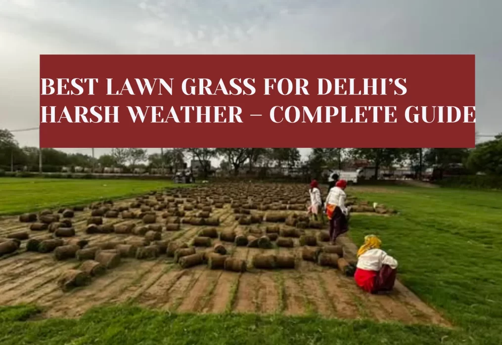 Best Lawn Grass for Delhi’s Harsh Weather – Complete Guide