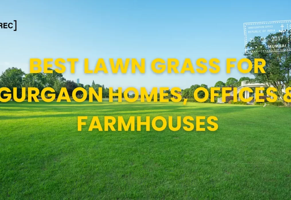 Best Lawn Grass for Gurgaon Homes, Offices & Farmhouses