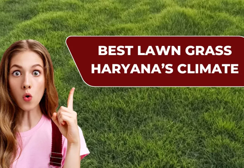 Best Lawn Grass for Haryana’s Climate – Complete Guide