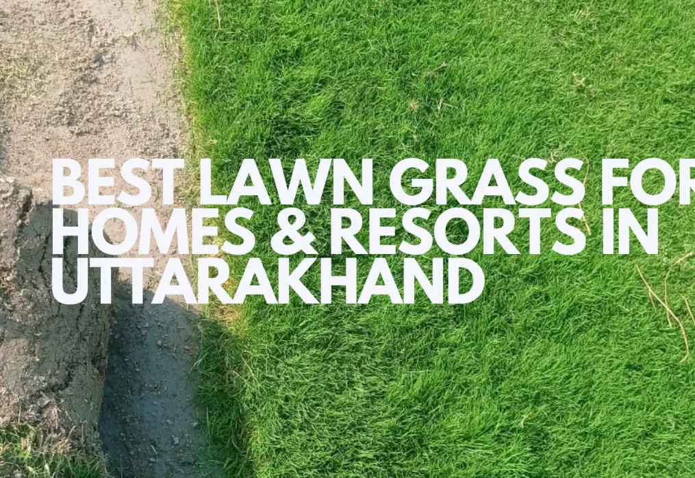 Best Lawn Grass for Homes & Resorts in Uttarakhand