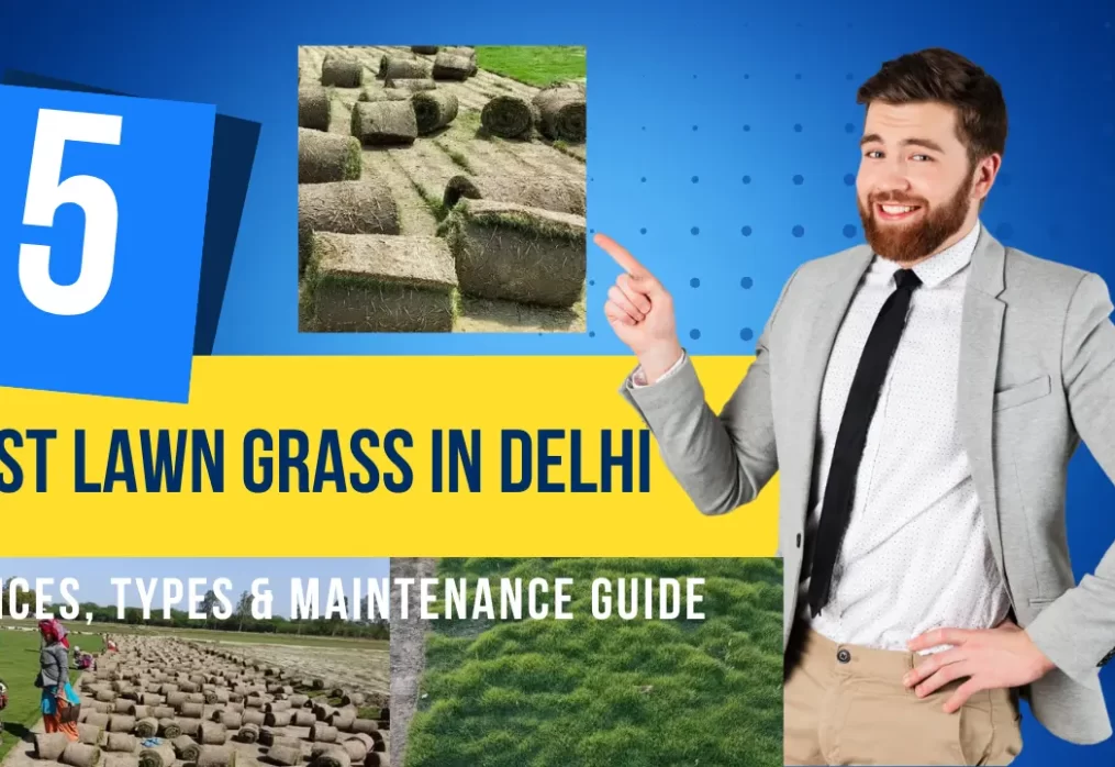 Best Lawn Grass in Delhi: Prices, Types & Maintenance Guide