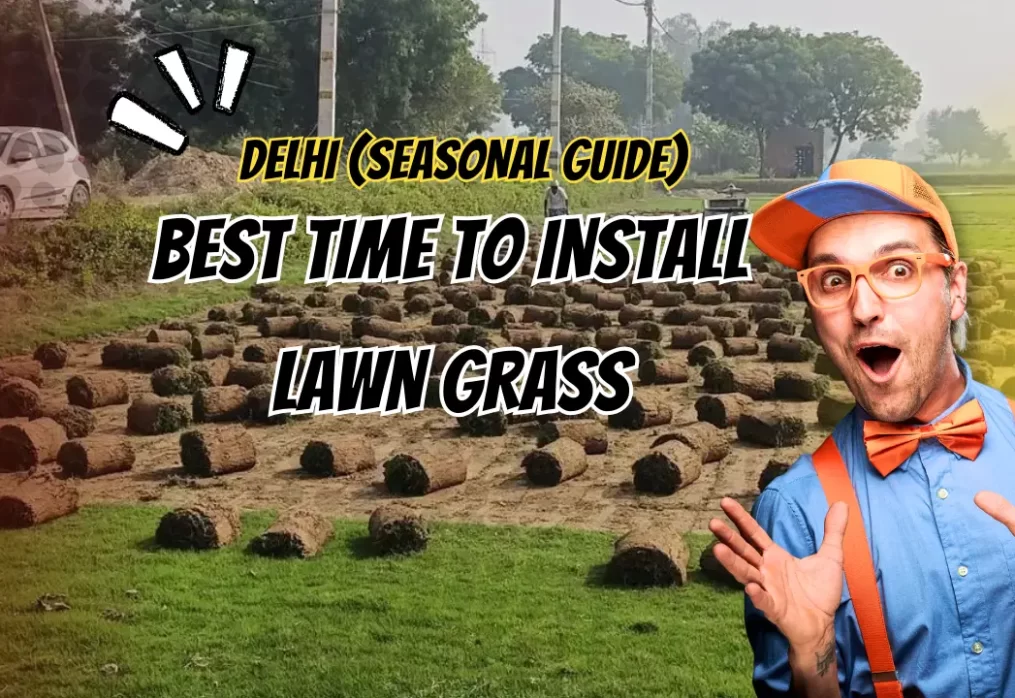 Best Time to Install Lawn Grass in Delhi (Seasonal Guide)