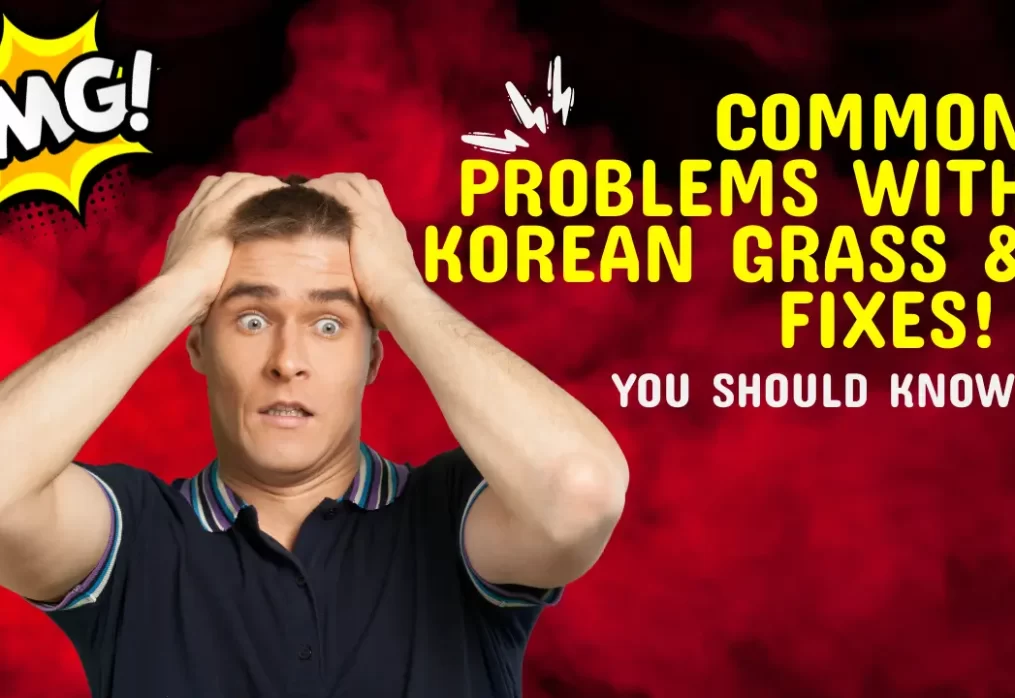 Common Problems with Korean Grass (Yellowing, Pests, Patchiness) & Fixes