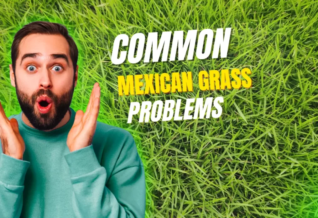 Common Problems with Mexican Grass (Patchiness, Dryness, Overgrowth) & Solutions