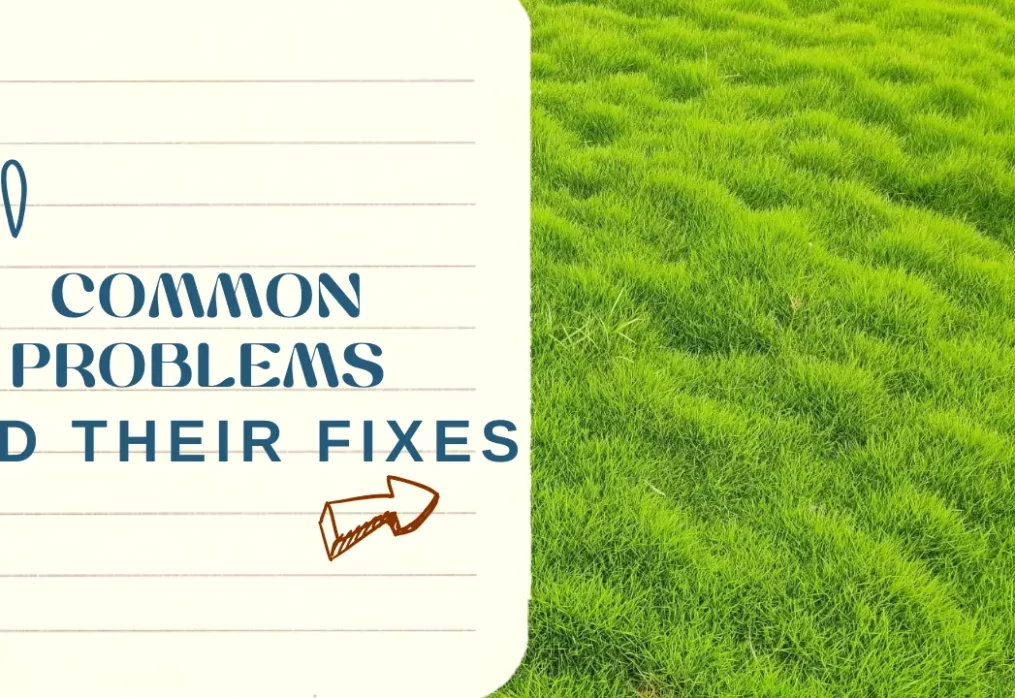 Common Problems with Nilgiri Grass and How to Fix Them