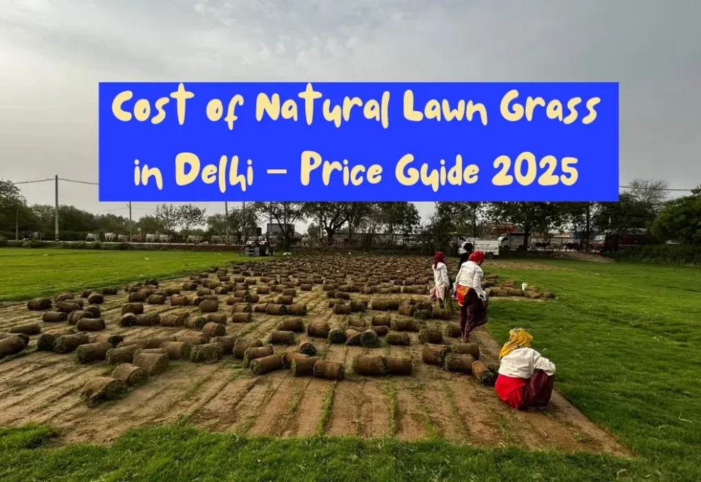 Cost of Natural Lawn Grass in Delhi – Price Guide 2025