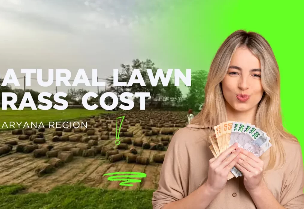 Cost of Natural Lawn Grass in Haryana – Price Guide 2025