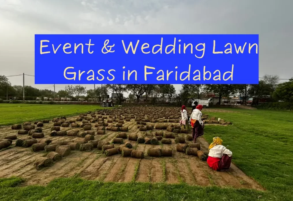Event & Wedding Lawn Grass in Faridabad