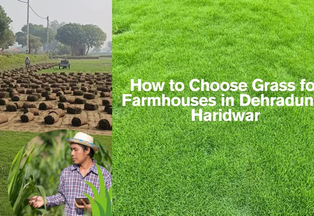 How to Choose Grass for Farmhouses in Dehradun & Haridwar