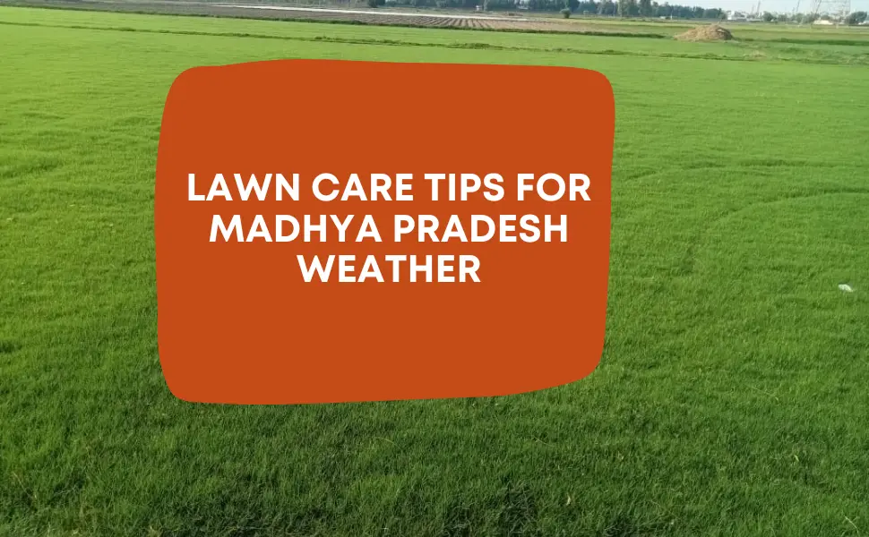 How to Maintain Lawn Grass in Madhya Pradesh Weather