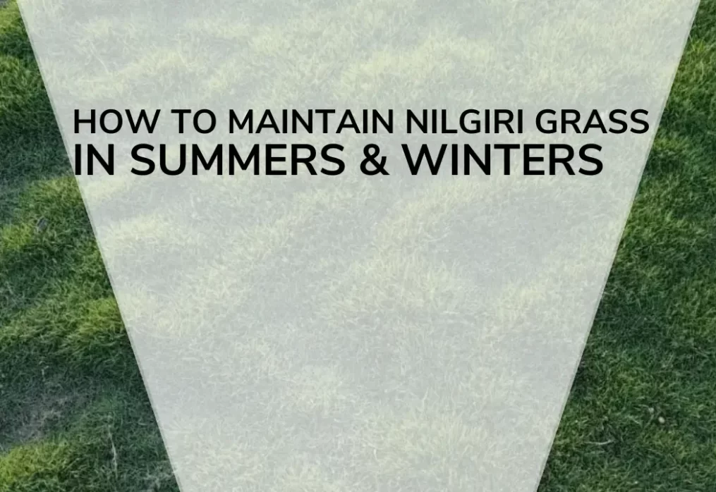 How to Maintain Nilgiri Grass in Summers & Winters