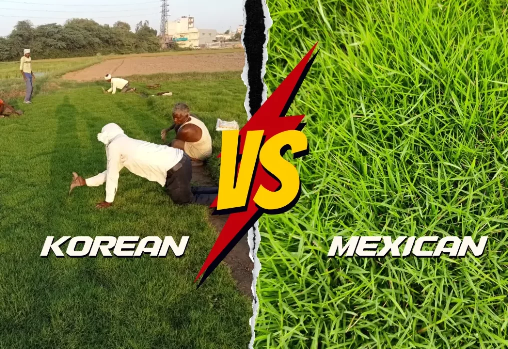 Korean Grass vs Mexican Grass – Which Suits Indian Climate?