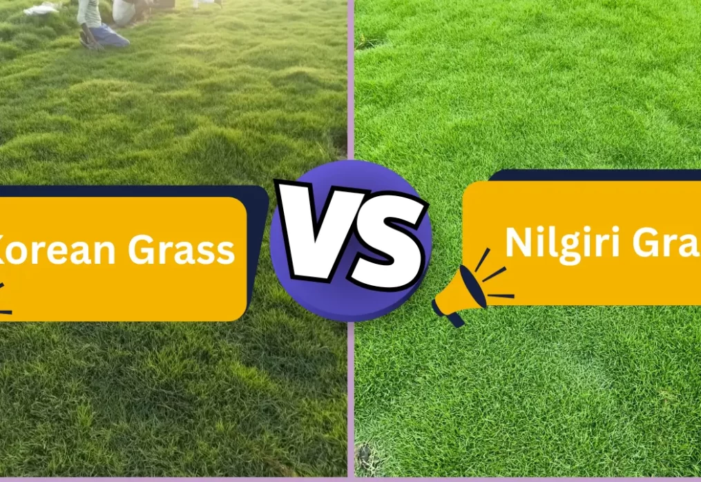 Korean Grass vs Nilgiri Grass – Look, Price & Maintenance Compared