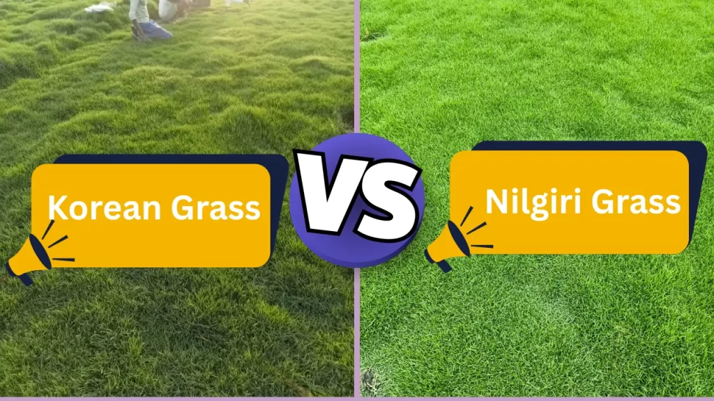 Korean Grass vs Nilgiri Grass – Look, Price & Maintenance Compared