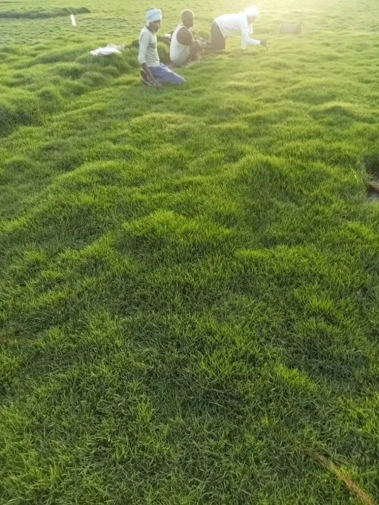 Soft Korean grass lawn with fine blades suitable for shaded areas
