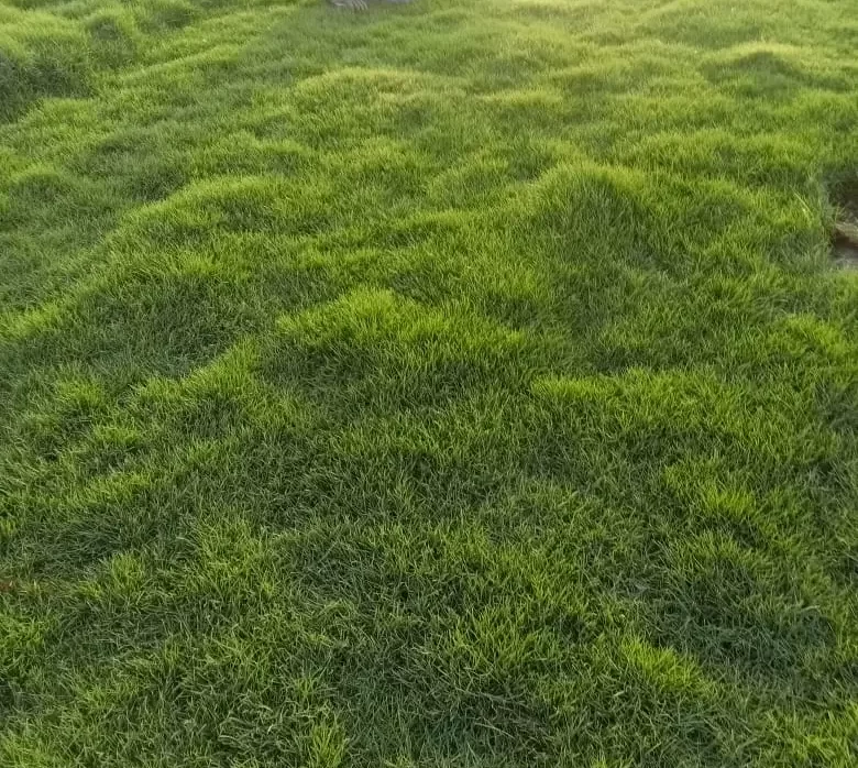 Mexican grass suppliers Punjab