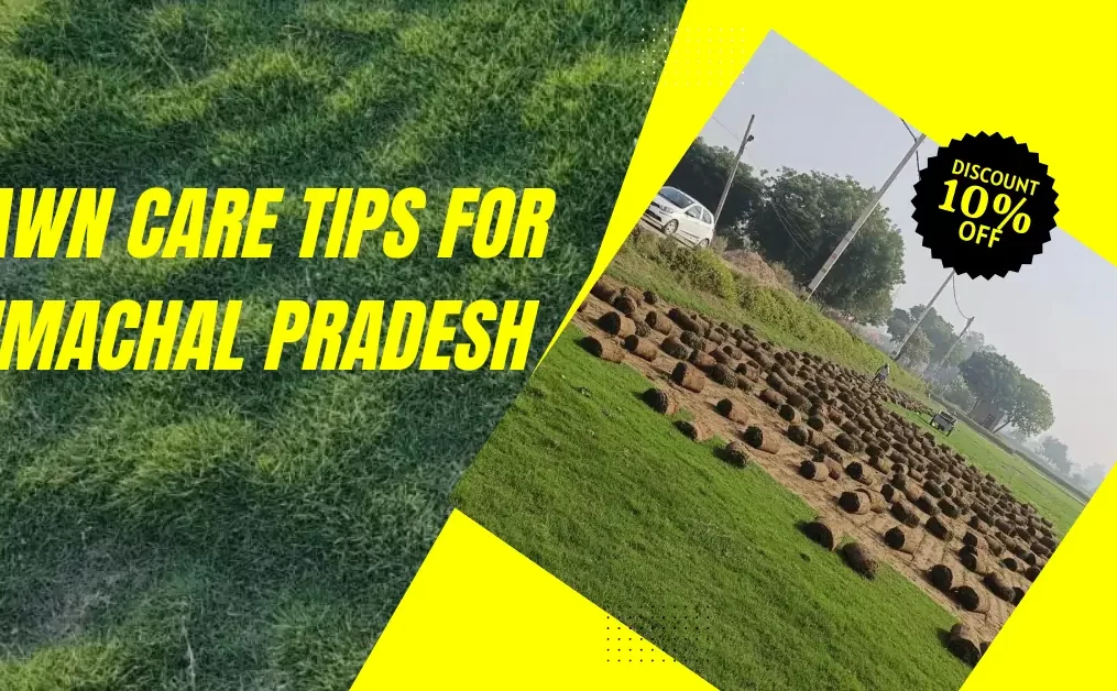 Lawn Care Tips for Himachal Pradesh’s Cold & Rainy Climate