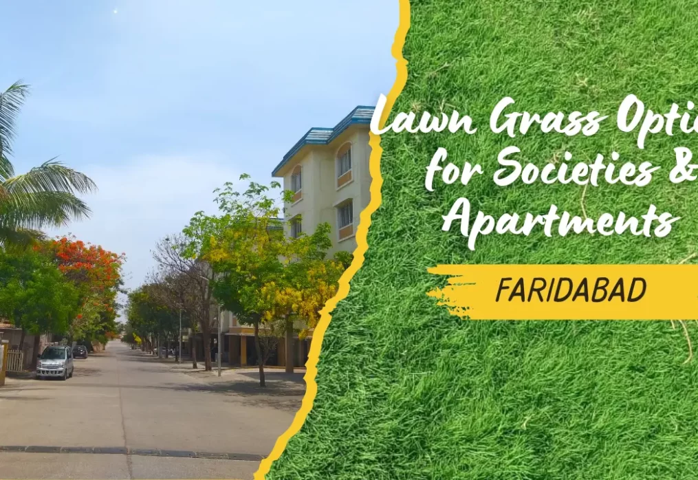 Lawn Grass Options for Societies & Apartments in Faridabad