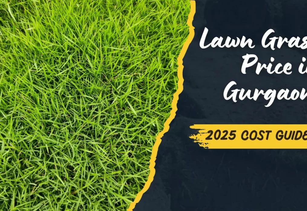 Lawn Grass Price in Gurgaon – 2025 Cost Guide