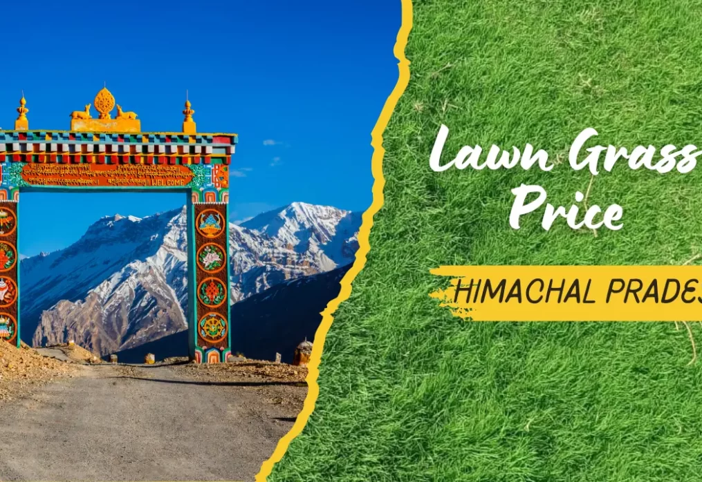 Lawn Grass Price in Himachal Pradesh – Complete Cost Guide