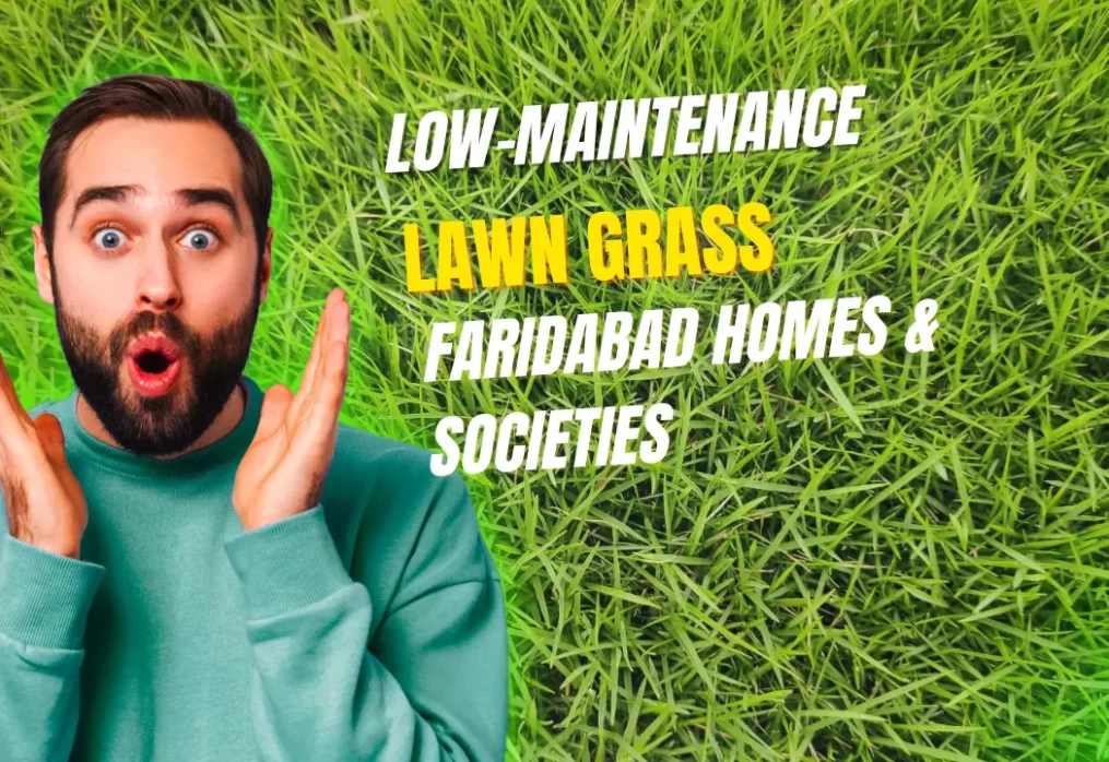 Low-Maintenance Lawn Grass for Faridabad Homes & Societies