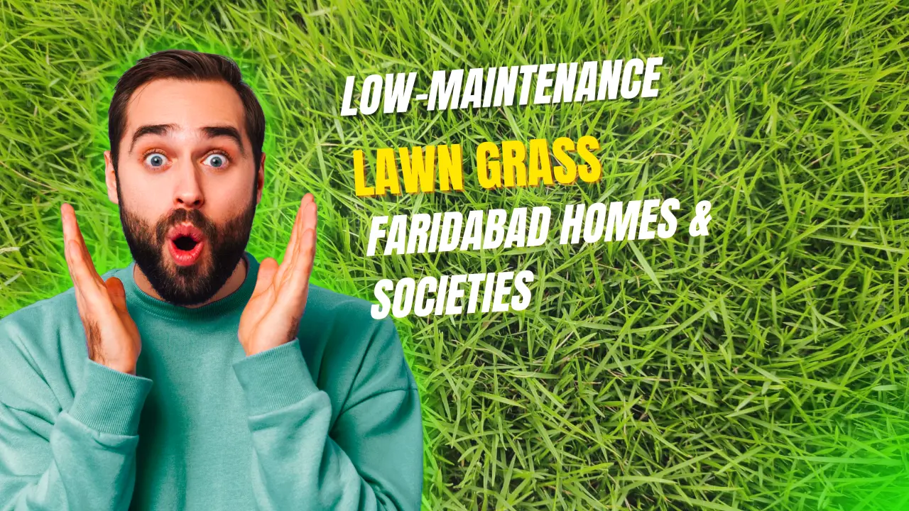 Low-Maintenance Lawn Grass for Faridabad Homes - Balaji Nursery