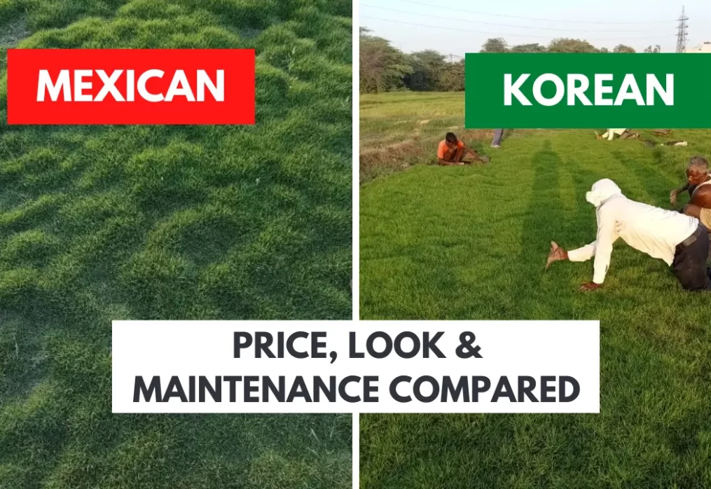 Mexican Grass vs Korean Grass – Price, Look & Maintenance Compared