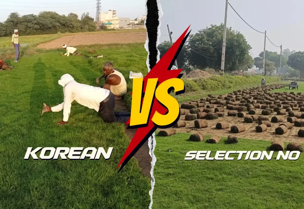 Selection No.1 Grass vs Korean Grass – Which Looks Better?