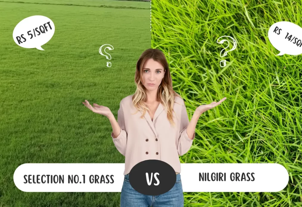 Selection No.1 Grass vs Nilgiri Grass – Which Lasts Longer?